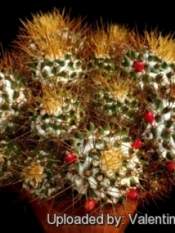 Mammillaria flavescens v nivosa (20 seeds)