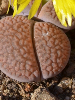 LITHOPS hookeri v subfenestrata 'brunneoviolacea' (20 seeds)