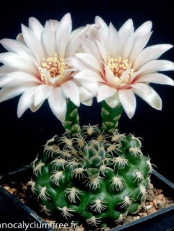 Gymnocalycium calochlorum v proliferum (50 seeds)