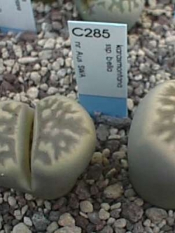 LITHOPS - karasmontana ssp. bella C285 (20 seeds)