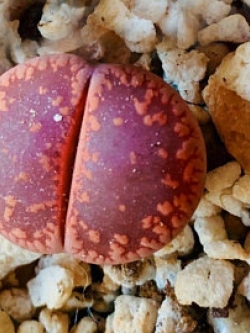LITHOPS aucampiae cv. Rudesheim ruby (20 seeds)