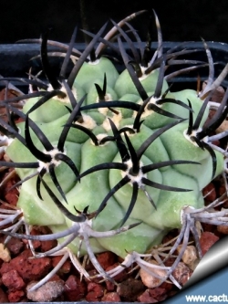 ERIOSYCE ceratistes - v Huatalame