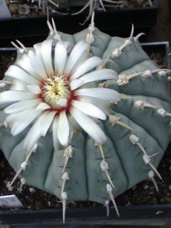 Gymnocalycium Vatteri (50 seeds)