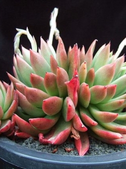 Echeveria agavoides 'Water Lily' (10 seeds)