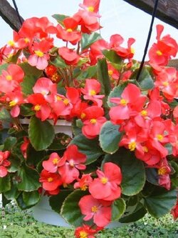 Begonia semperflorens (10 seeds)