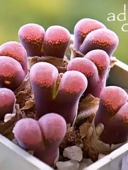 Conophytum triebneri (10 seeds)