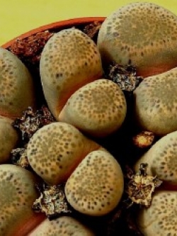 LITHOPS - localis v terricolor (20 seeds)