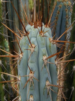 Azureocereus imperator (50 seeds)