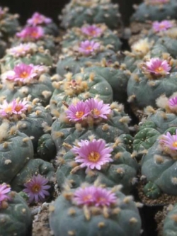 Lophophora fricii (10 seeds)