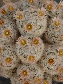 MAMMILLARIA gasseriana (20 seeds)