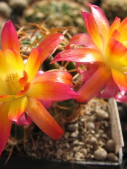 Lobivia corbula (20 seeds)