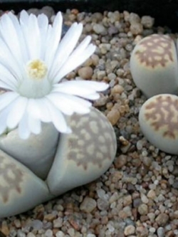 LITHOPS - fulleri (20 seeds)
