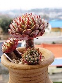Echeveria sp Pinwheel (10 seeds)