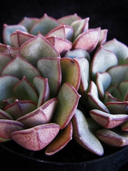 Echeveria moranii (10 seeds)