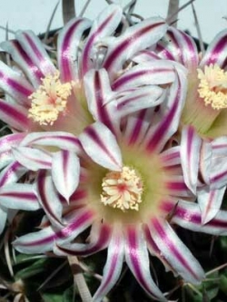 Echinofossulocactus Caespitosus (20 seeds)