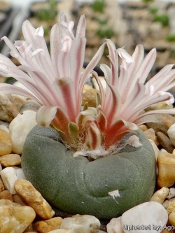 Lophophora alberto vojtechii (20 seeds)