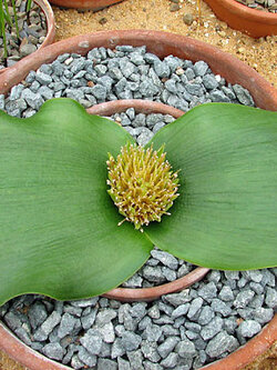 Massonia depressa (10 seeds)