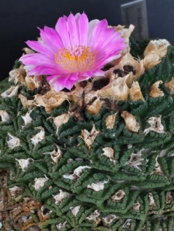 Ariocarpus Bravoanus (10 seeds)