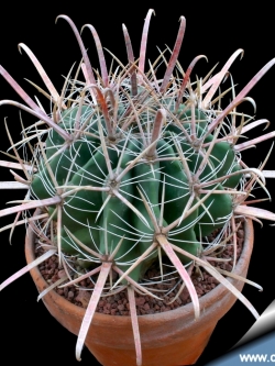 Ferocactus herrerae