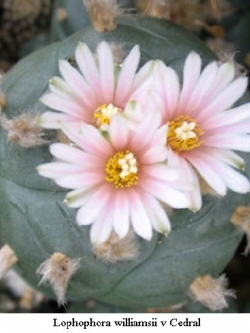 Lophophora williamsii v Cedral (10 seeds)