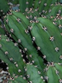 ERIOCEREUS Harrisia jusbertii (ตอหนามดำ) 20 seeds