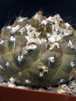 Copiapoa Barquitensis (20 seeds)