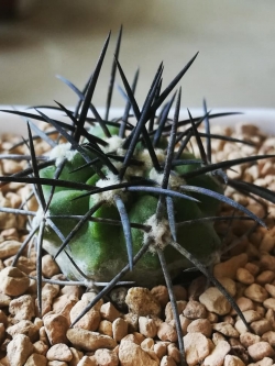 Copiapoa alticostata (20 seeds)