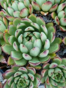 Echeveria agavoides 'Red Blush' (10 seeds)