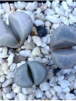 LITHOPS Meyeri (20 seeds)