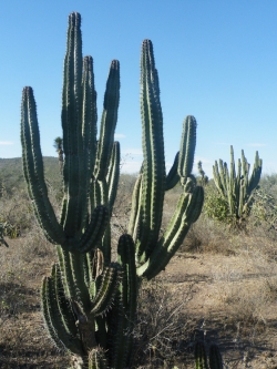 Stenocereus pruinosus (50 seeds)