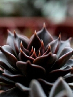 Echeveria affinis 'Black Knight' (10 seeds)