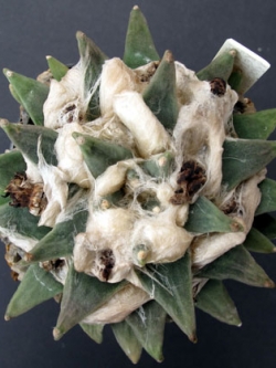 Ariocarpus retusus v scapharostroides (20 seeds)