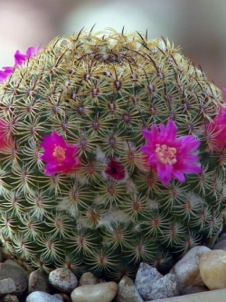 Mammillaria huitzilopochtii (20 seeds)