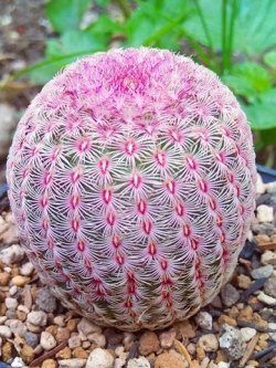 Echinocereus Pectinatus Rubispinus (20 seeds)