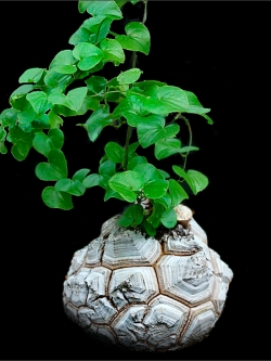 Testudinaria Dioscorea elephantipes (5 seeds)