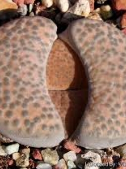LITHOPS - fulviceps 'lydiae' C219 (20 seeds)