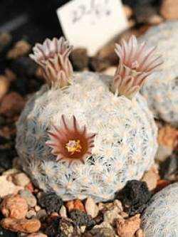 Mammillaria lasiacantha (10 seeds)
