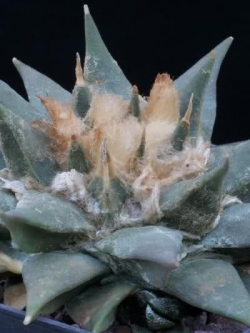 Ariocarpus furfuraceus v rostratus (20 seeds)