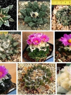 Ariocarpus Mixed (20 seeds)