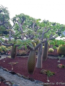 Pachypodium Lamerei v ramosum (10 seeds)