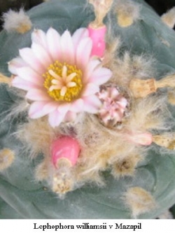 Lophophora williamsii v Mazapil (10 seeds)