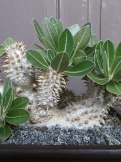 Pachypodium Densiflorum (10 seeds)