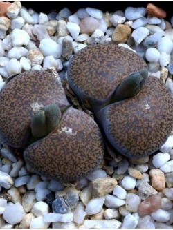 LITHOPS - lesliei v. mariae C141 (20 seeds)