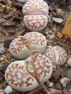 LITHOPS - karasmontana (20 seeds)