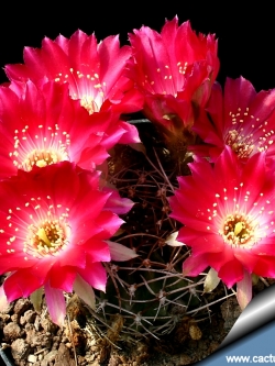 Lobivia backebergii R456 (20 seeds)