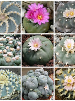Lophophora williamsii mixed (10 seeds)