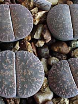 LITHOPS - lesliei v Pietersburg form (20 seeds)