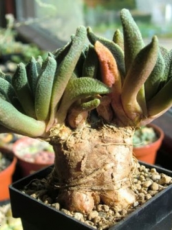 Aloinopsis rubroliniata (20 seeds)