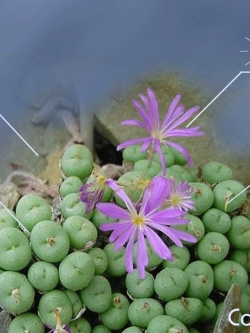 Conophytum Minutum (10 seeds)