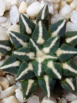 Ariocarpus kotschoubeyanus v sladkovskyi (10 seeds)